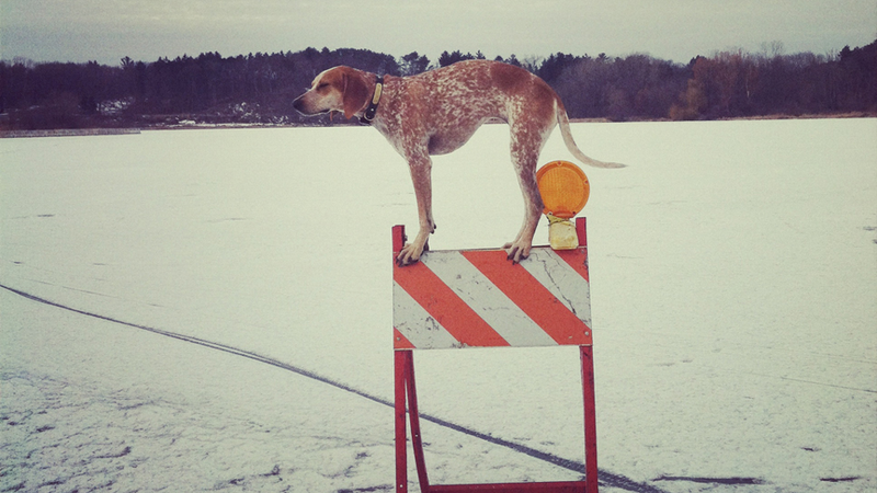 Illustration for article titled Coonhounding Is Your New Internet Photography Trend